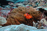 Red Anemone - MZ Photo