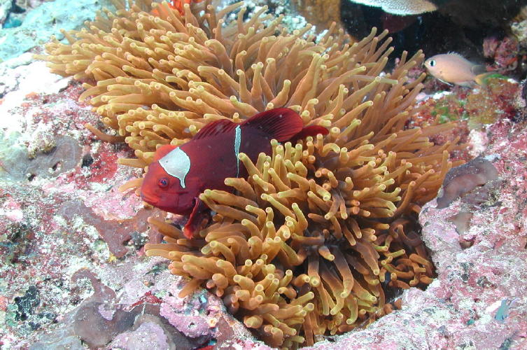 Red Anemone - MZ Photo