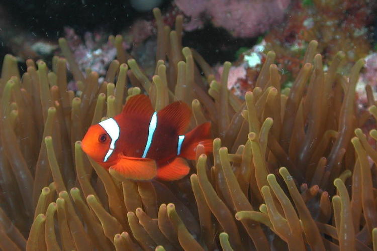 Red Anemone - GAL Photo