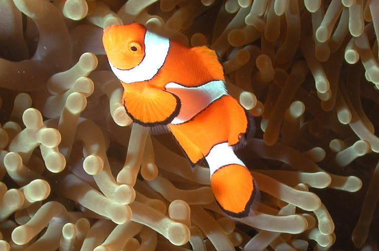 Anemone Fish - GAL Photo