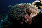 Anemone - MZ Photo