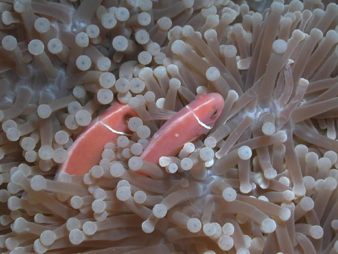 Anemone Fish - GAL Photo