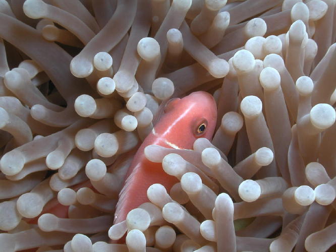 Anemone Fish - GAL Photo