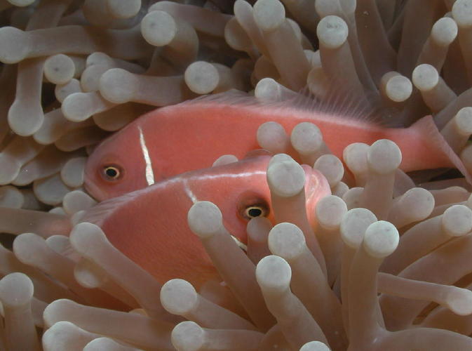 Anemone Fish - GAL Photo