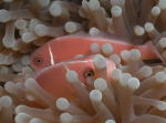 Anemone Fish - GAL Photo