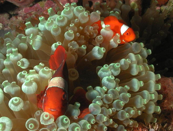 Anemone Fish - GAL Photo