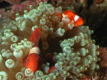 Anemone Fish - GAL Photo