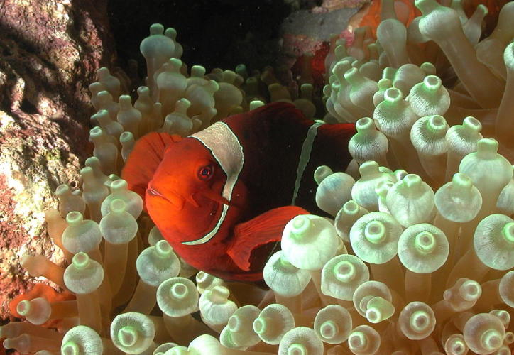 Anemone Fish - GAL Photo