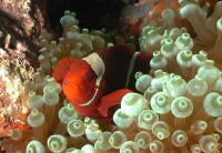 Anemone Fish - GAL Photo