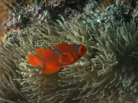 Anemone Fish - GAL Photo