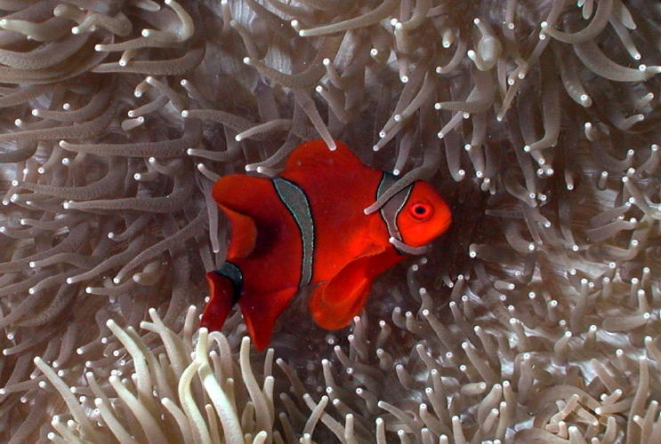 Anemone Fish - GAL Photo