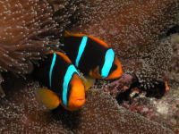 Anemone Fish - GAL Photo