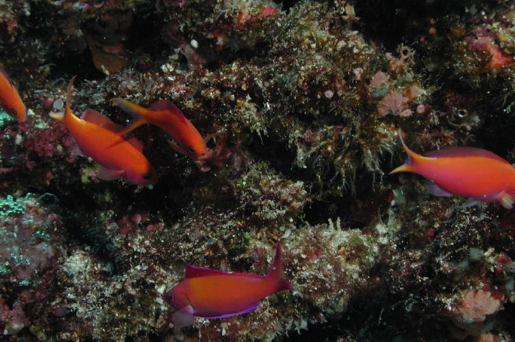 Anthias - MZ Photo