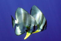 Batfish - GAL Photo