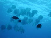 School of Batfish - MZ Photo