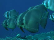 Batfish - GAL Photo