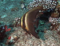 Juvenile Batfish - GAL Photo