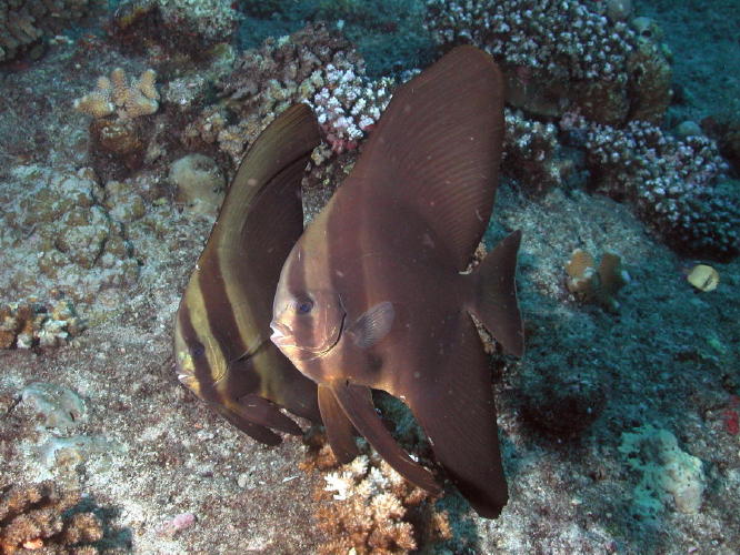 Juvenile Batfish - GAL Photo