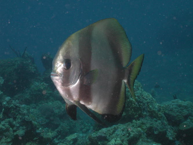 My New Dive Buddy - GAL Photo