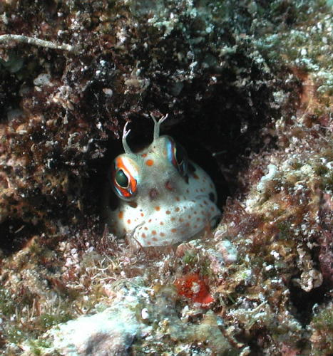 Blenny - GAL Photo