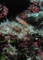 Blenny - MZ Photo