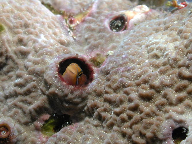 Blenny - GAL Photo