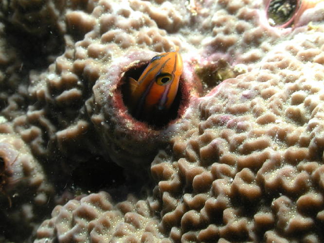 Blenny - GAL Photo