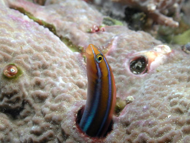 Blenny - GAL Photo