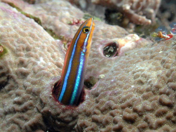 Blenny - GAL Photo