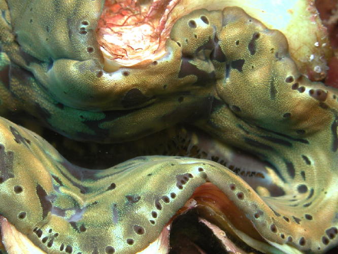 Close-up of a Clam - GAL Photo