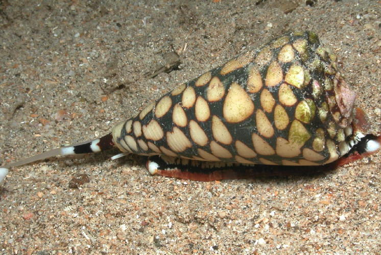 Cone Shell - GAL Photo