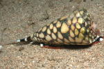 Cone Shell - GAL Photo