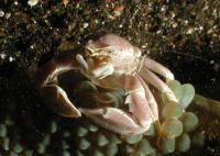 Porcelain Crab - GAL Photo