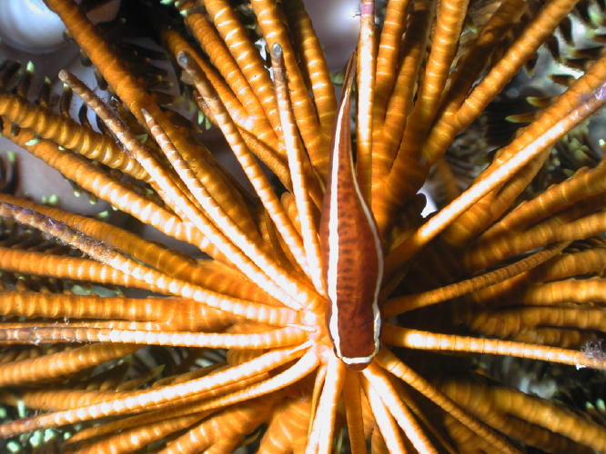 Crinoid - GAL Photo