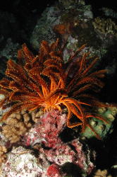 Crinoid - MZ Photo