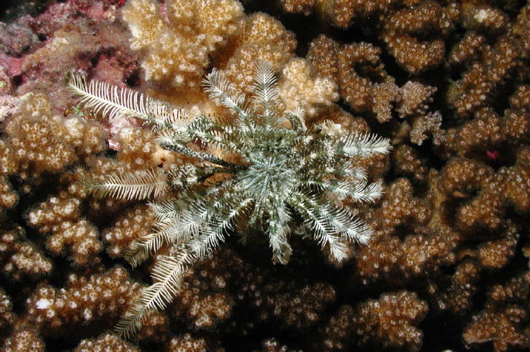 Crinoid - MZ Photo