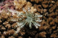 Crinoid - MZ Photo