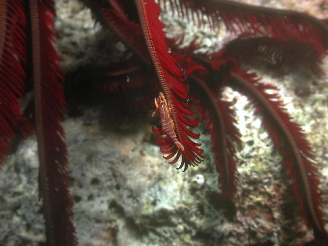 Crinoid Shrimp - GAL Photo