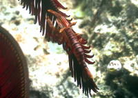 Crinoid Shrimp - GAL Photo