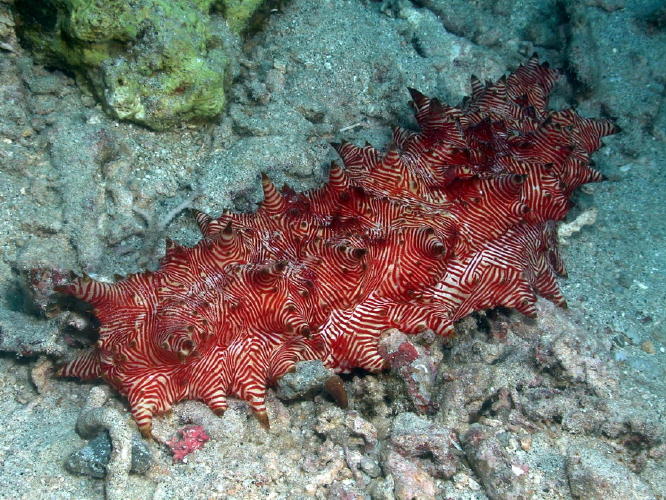 Candy Cane Sea Cucumber - GAL Photo