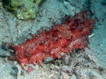 Candy Cane Sea Cucumber - GAL Photo