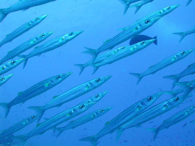 Barracuda - GAL Photo