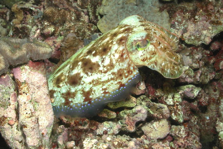 Cuttlefish - GAL Photo