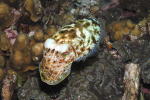 Cuttlefish - GAL Photo