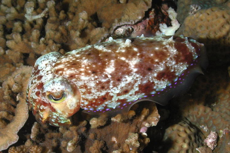 Cuttlefish - GAL Photo