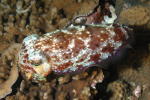 Cuttlefish - GAL Photo