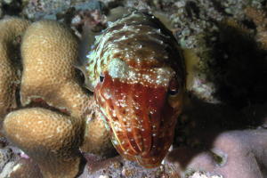 Cuttlefish - GAL Photo