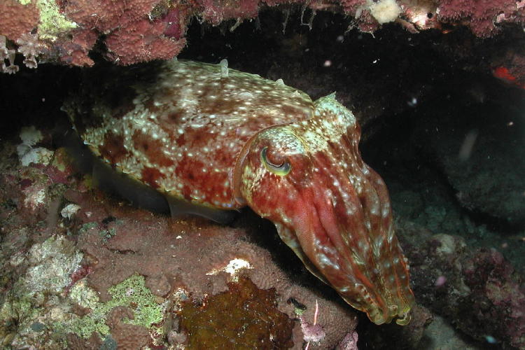 Cuttlefish - GAL Photo