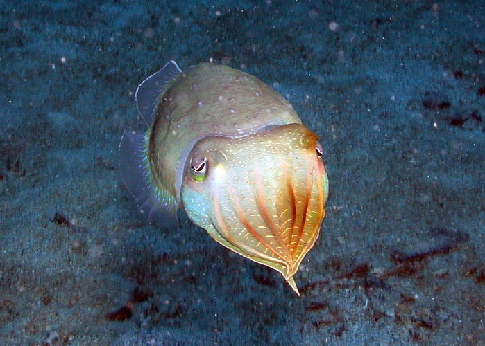 Cuttlefish - GAL Photo