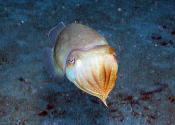 Cuttlefish - GAL Photo